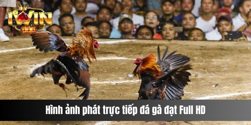 Hình ảnh phát trực tiếp đá gà đạt Full HD